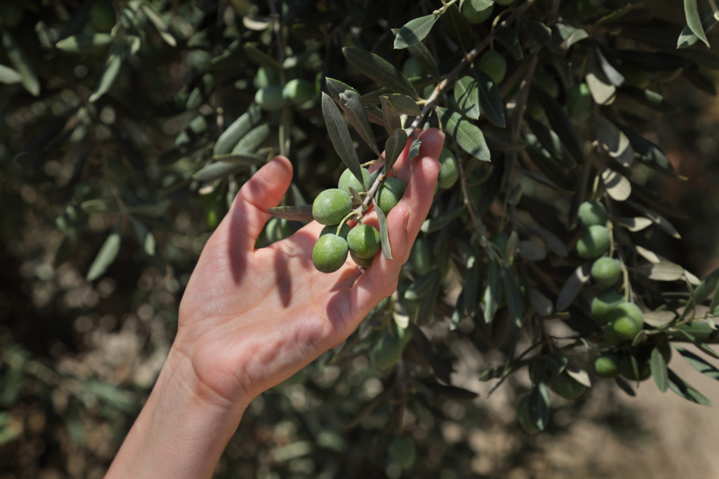 Farmer touching olives at tree